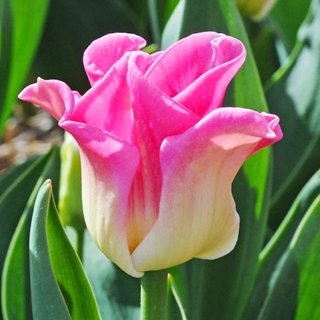 В Никитском ботаническом саду выбрали короля тюльпанов