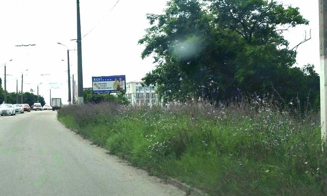 Севастополь зарастает амброзией – признались местные чиновники