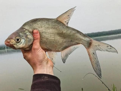 В Азовском море могут запретить промысловый вылов леща