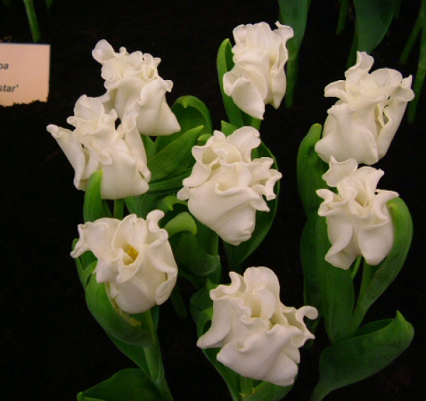 На параде тюльпанов в Ялте – пик цветения