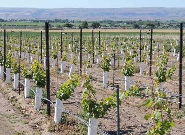 В Крыму распределили первые субсидии на закладку садов и виноградников