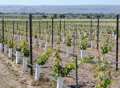 В Крыму распределили первые субсидии на закладку садов и виноградников