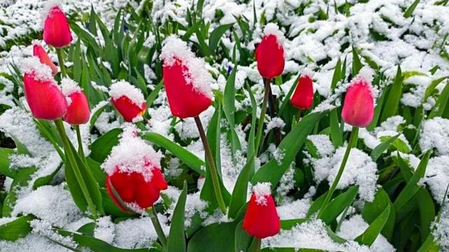 Вернувшаяся в Крым зима не повлияла на цветение тюльпанов в Никитском саду в Ялте