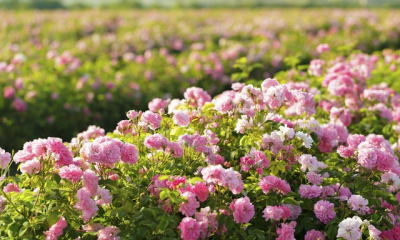 В Крыму раньше срока начался сбор эфиромасличной розы