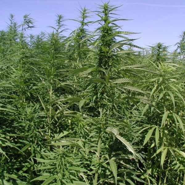 Полицейские нанесли убытки наркодельцам в три с половиной миллиона долларов