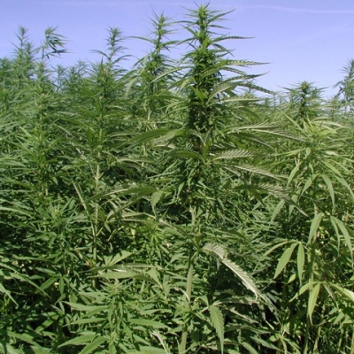 Полицейские нанесли убытки наркодельцам в три с половиной миллиона долларов