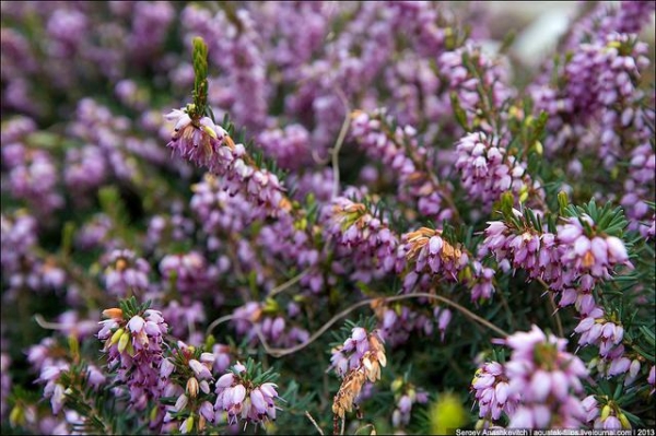 Крымские власти определились, что делать с растительным миром полуострова