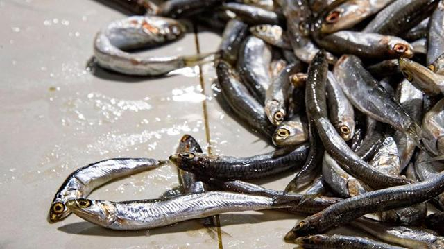 Через несколько дней в Крыму может подешеветь хамса