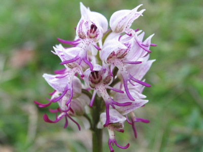 Ученые утверждают о сокращении популяции редких видов орхидей в Казантипском заповеднике