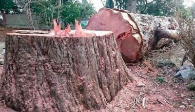 Секвойи, которую 200 лет назад посадил основатель Симеиза, больше нет