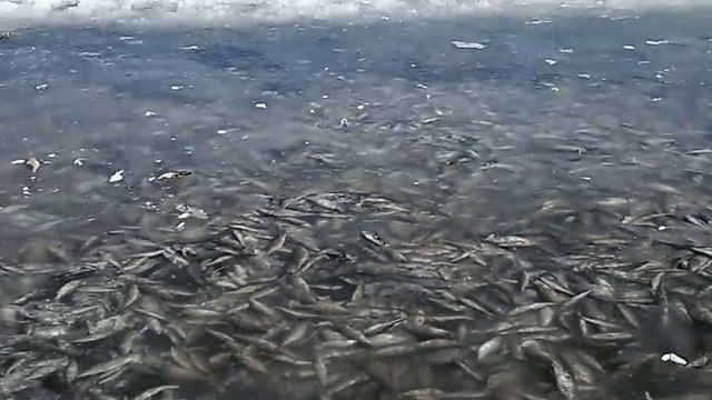 В озере над Гаспрой зафиксирована массовая гибель рыбы