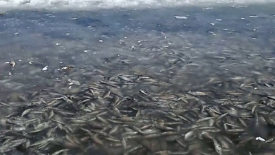 В озере над Гаспрой зафиксирована массовая гибель рыбы