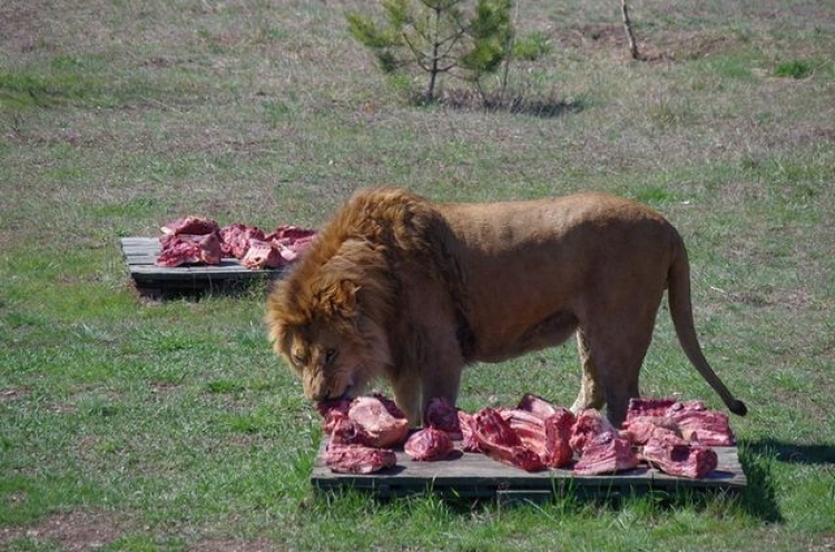 Пока Олег Зубков ищет мясо для хищников «Тайгана», в «Сказку» в очередной раз наведались налоговики