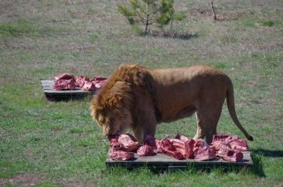 Пока Олег Зубков ищет мясо для хищников «Тайгана», в «Сказку» в очередной раз наведались налоговики