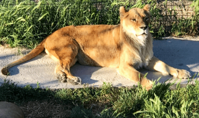 Сафари-парк принял на ПМЖ 12 цирковых животных