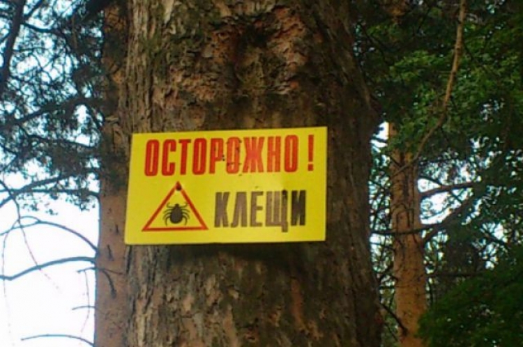 Энцефалитные клещи вышли на охоту – в Ялте закрыли заповедные места