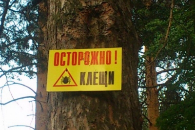 Энцефалитные клещи вышли на охоту – в Ялте закрыли заповедные места