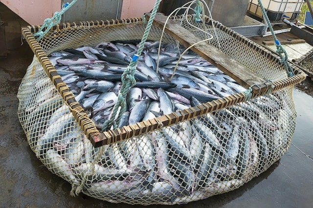 В текущем году в Крыму на 12% снизился вылов рыбы