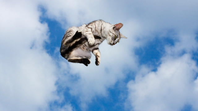 Посетитель Ласточкиного гнезда сбросил кошку с площадки в море