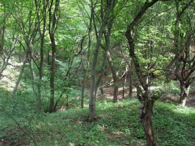 Минувшей ночью в Севастополе пропал таксист, его телефон был зафиксирован возле густой балки