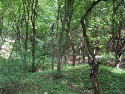 Минувшей ночью в Севастополе пропал таксист, его телефон был зафиксирован возле густой балки