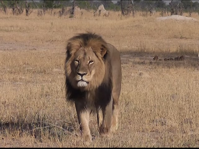 В парке «Тайган» из-за пожара эвакуировали всех львов