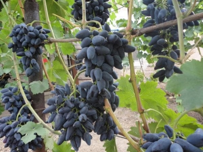 В РФ будут производить вино из крымского сырья