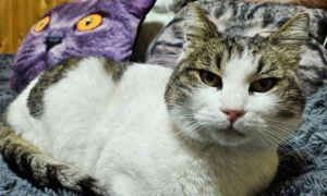 Ялтинская кошка Муся получила премию конкурса «Мой ласковый и нужный зверь»