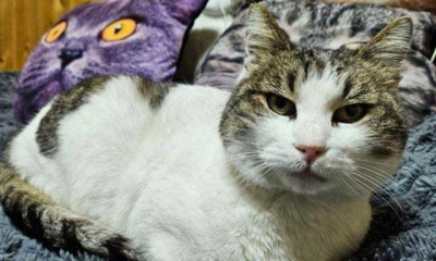 Ялтинская кошка Муся получила премию конкурса «Мой ласковый и нужный зверь»