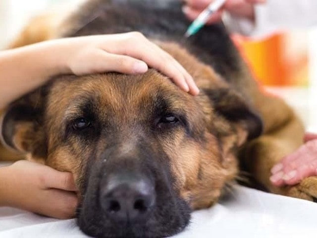 В Белогорском районе неизвестные отравили 11 собак