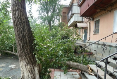 Ветка тополя упала на ребенка