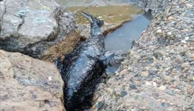 Число дельфинов, погибших из-за крушения танкеров, продолжает расти