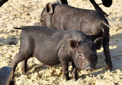 В Бахчисарае открылся зоопарк