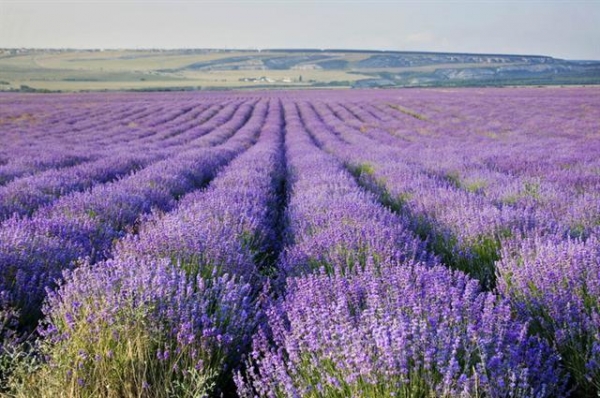В Симферополе открылась «летняя» фотоэкспозиция