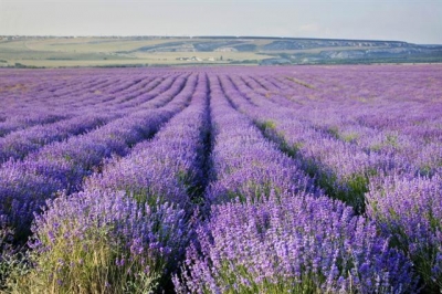 В Симферополе открылась «летняя» фотоэкспозиция