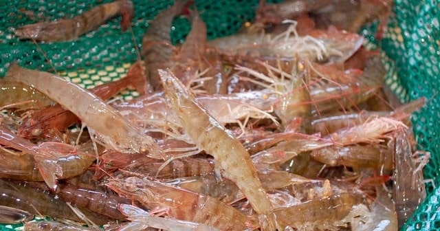 Дело о незаконном вылове жителем Керчи большого количества креветок рассмотрит суд