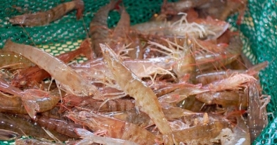 Дело о незаконном вылове жителем Керчи большого количества креветок рассмотрит суд