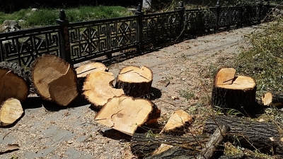 Салгир очистили от лишних деревьев вдоль берегов