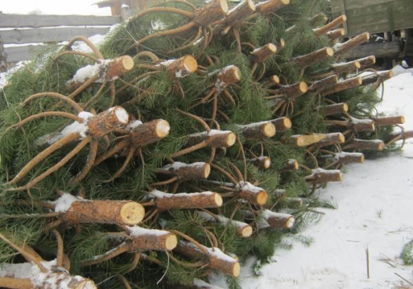 Краснодарские елки в Симферополе продают дорого