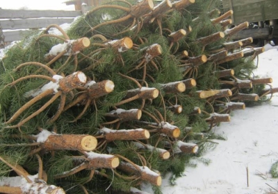 Краснодарские елки в Симферополе продают дорого