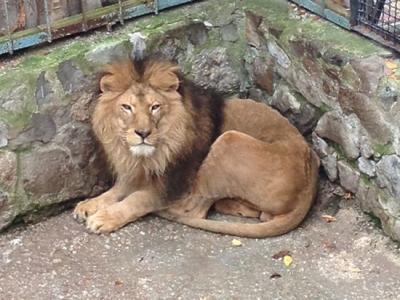 Противостояние власти и Зубкова: «Тайган» закрыт, общественники призывают к диалогу