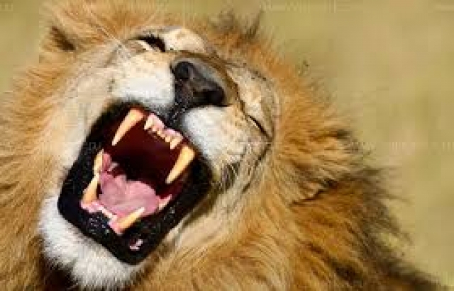 Парк «Тайган» снова в центре скандала – лев укусил посетительницу