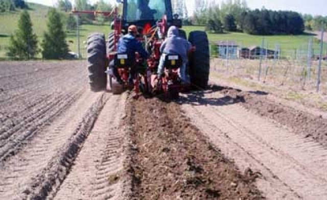 На «Массандре» запланировали заложить виноградники на 600 га