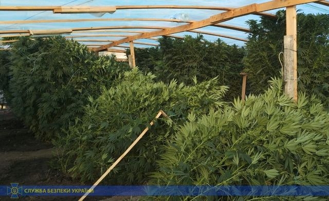 Семейный бизнес наркодельцов потерпел большие убытки