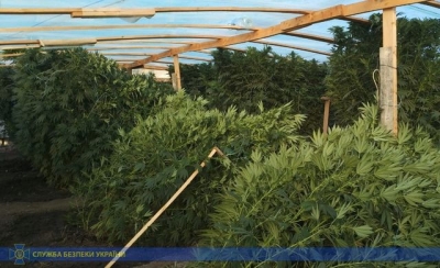 Семейный бизнес наркодельцов потерпел большие убытки