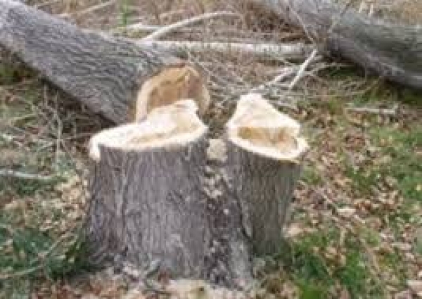 В Алуште ради стройки вырубили парк