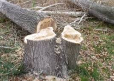 В Алуште ради стройки вырубили парк