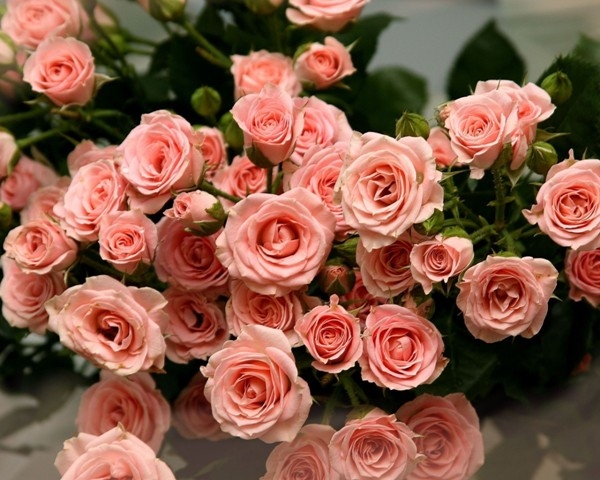 Москвичи поделятся с ялтинцами своими розами