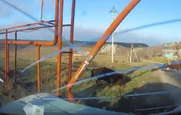 Повредив автомобиль и газовую трубу, буренка поднялась и пошла дальше (видео)