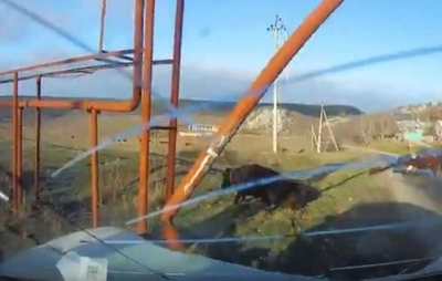 Повредив автомобиль и газовую трубу, буренка поднялась и пошла дальше (видео)